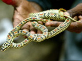 В Индии ядовитые змеи выползли на футбольное поле
