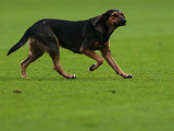 «Локомотив» накажут за собаку на поле
