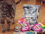 Кошка-талисман Матроска получила страницы в Instagram и Twitter
