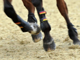 Сборную России по конному спорту допустили до участия в ОИ-2016