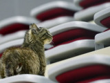 Во Владивостоке перед матчем ХК «Адмирал» откроют памятник кошке Матроске